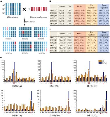 Wheat-Thinopyrum Substitution Lines Imprint Compensation Both From Recipients and Donors